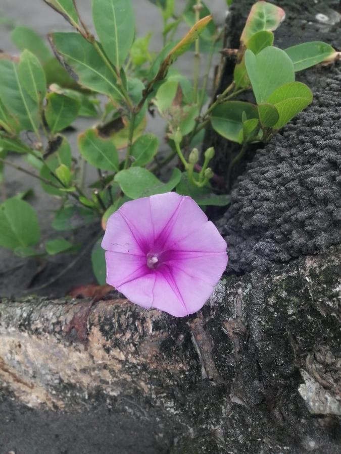 Hospedaje Meryscar Tortuguero Exterior foto