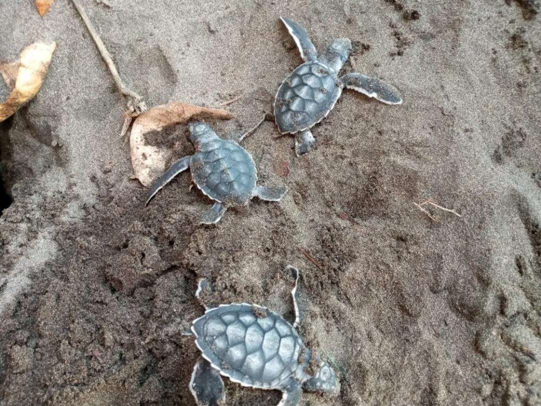 Hospedaje Meryscar Tortuguero Exterior foto