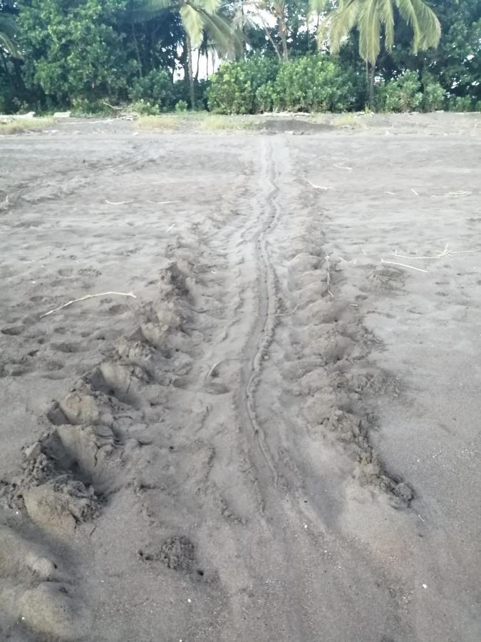 Hospedaje Meryscar Tortuguero Exterior foto