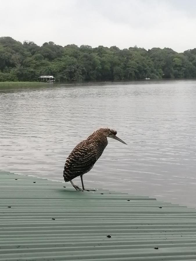 Hospedaje Meryscar Tortuguero Exterior foto