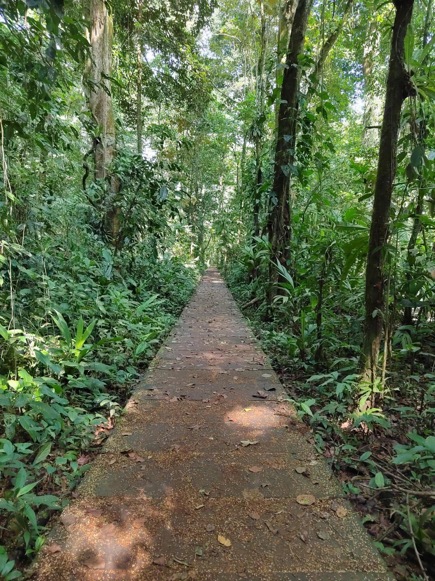 Hospedaje Meryscar Tortuguero Exterior foto