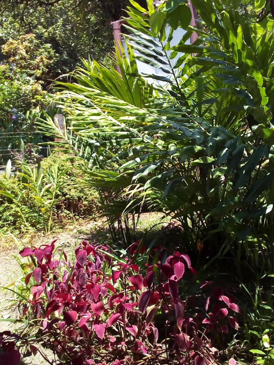 Hospedaje Meryscar Tortuguero Exterior foto